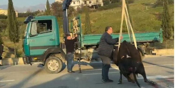 VIDEO/ Aksident te “Unaza e Madhe” në Tiranë, makina përplas një lopë në mes të rrugës