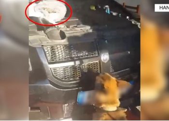 Tentoi të largohej nga Shqipëria me drogë, arrestohet 38-vjeçari nga Mali i Zi