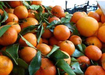 Futën në treg 21 ton mandarina me pesticide, lihen në burg tre të dyshuar
