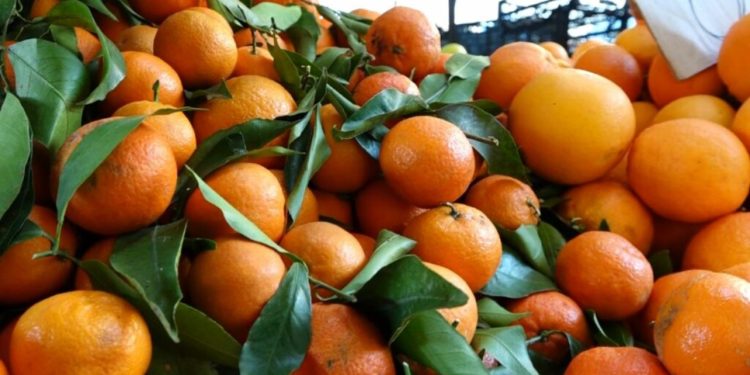 Futën në treg 21 ton mandarina me pesticide, lihen në burg tre të dyshuar