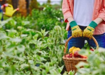 Alarmi i prodhimit/ Industria dhe bujqësia hyjnë në recesion, ndikon edhe rënia e popullsisë në fshatra