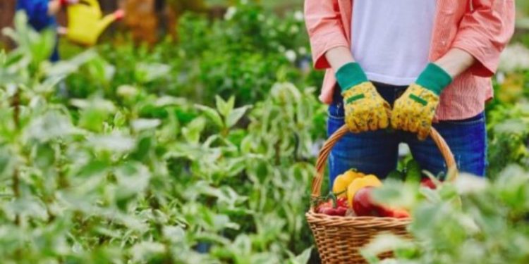 Alarmi i prodhimit/ Industria dhe bujqësia hyjnë në recesion, ndikon edhe rënia e popullsisë në fshatra