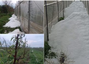 Breshëri dëmton mbi 160 hektarë parcelë në Lushnjë