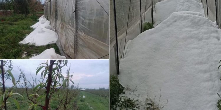 Breshëri dëmton mbi 160 hektarë parcelë në Lushnjë