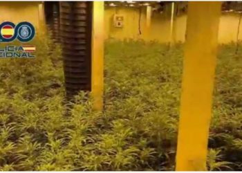 Çmontohet grupi kriminal i shqiptarëve në Spanjë, pesë në pranga. Kishin ndërtuar disa plantacione kanabisi