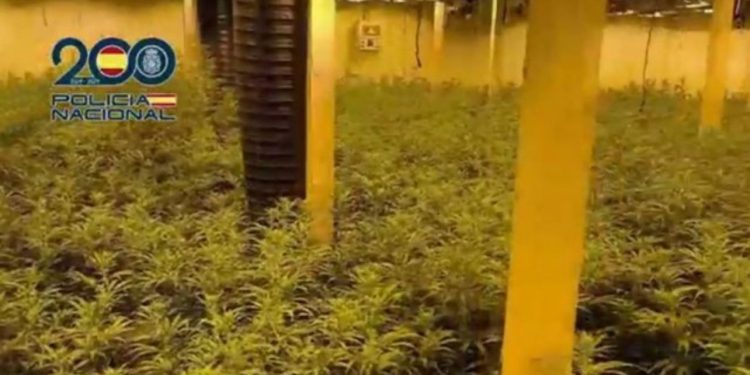 Çmontohet grupi kriminal i shqiptarëve në Spanjë, pesë në pranga. Kishin ndërtuar disa plantacione kanabisi