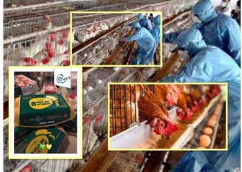 Drejtoria Rajonale e Veterinarisë vendos në karantinë fermën e kompanisë “Rea’s” pas ngordhjes së shpendëve, nis hetimet për rastin