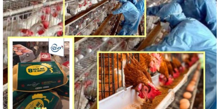 Drejtoria Rajonale e Veterinarisë vendos në karantinë fermën e kompanisë “Rea’s” pas ngordhjes së shpendëve, nis hetimet për rastin