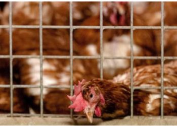 Gripi i shpendëve në Fermën Rea’s, asgjësohen 69 mijë pula të ngordhura, bllokohen 250 mijë vezë