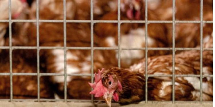 Gripi i shpendëve në Fermën Rea’s, asgjësohen 69 mijë pula të ngordhura, bllokohen 250 mijë vezë