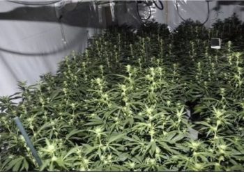 E lidhur me bandat shqiptare, policia britanike zbulon fermën e kanabisit me vlerë 1 milion paund