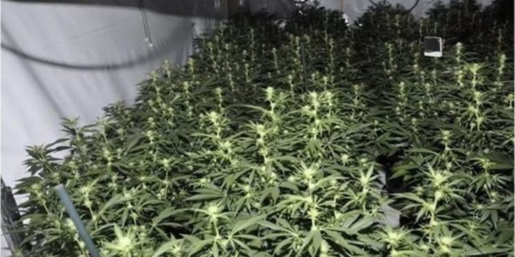 E lidhur me bandat shqiptare, policia britanike zbulon fermën e kanabisit me vlerë 1 milion paund