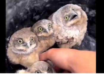 “Ja dhe tuneli madhështor i fitoreve imagjinare”, Rama ironizon sërish Berishën