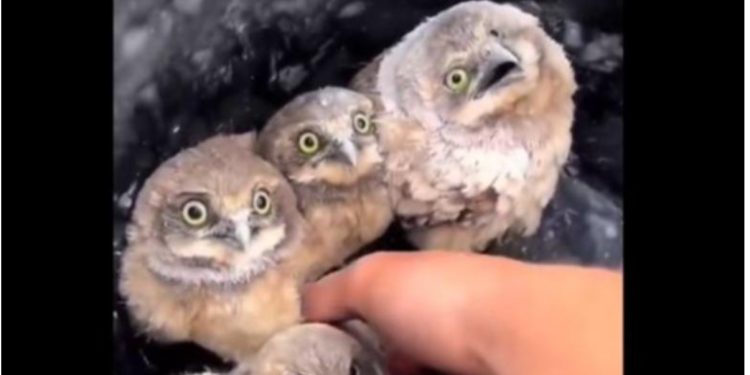 “Ja dhe tuneli madhështor i fitoreve imagjinare”, Rama ironizon sërish Berishën