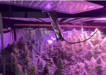 Shtëpi bari në Laknas, arrestohen dy vëllezërit dhe një punonjës i OSHEE-së