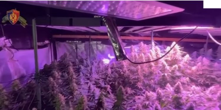 Shtëpi bari në Laknas, arrestohen dy vëllezërit dhe një punonjës i OSHEE-së