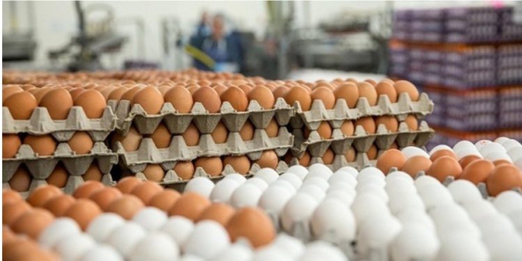 SHBA mbetet pa vezë, parashikon të importojë miliona kokrra nga Turqia e Koreja e Jugut