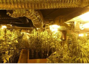 13 shqiptarë arrestohen në Spanjë, grupi kriminal i njohur për plantacionet e kanabisit