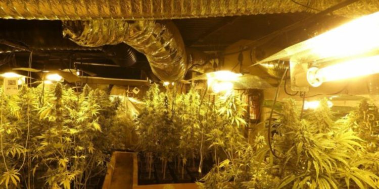 13 shqiptarë arrestohen në Spanjë, grupi kriminal i njohur për plantacionet e kanabisit