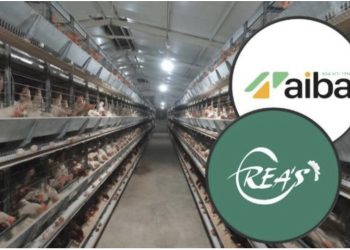 Gripi i shpendëve në vend, ngordhin rreth 500 mijë pula në dy fermat “Rea’s” dhe “AIBA”! Ministria: I kemi asgjësuar përmes djegies