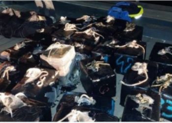 Kapen 800 kg kokainë në brigjet e Francës, 28 të arrestuar, mes tyre një shqiptar