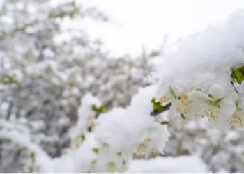 Temperaturat e ulëta fundosin frutikulturën në Korçë, Peshkopi dhe Kukës