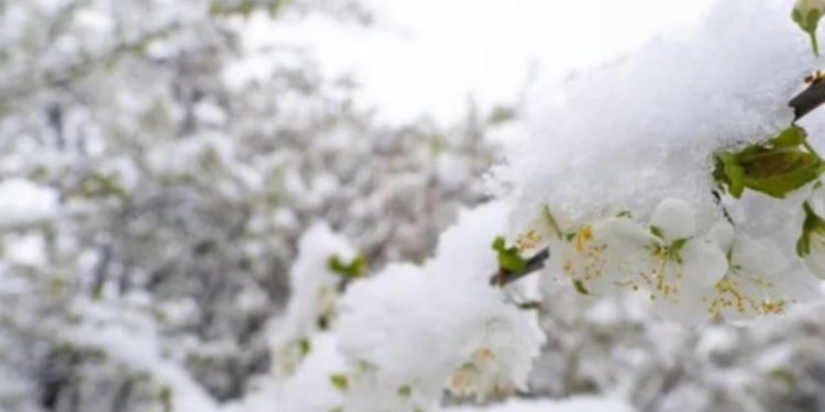 Temperaturat e ulëta fundosin frutikulturën në Korçë, Peshkopi dhe Kukës