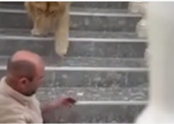 VIDEO/ Ndodh në Zharrëz të Fierit, Luani kafshon burrin në qafë, shpëton…