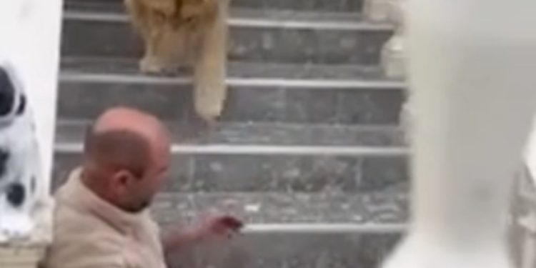 VIDEO/ Ndodh në Zharrëz të Fierit, Luani kafshon burrin në qafë, shpëton…