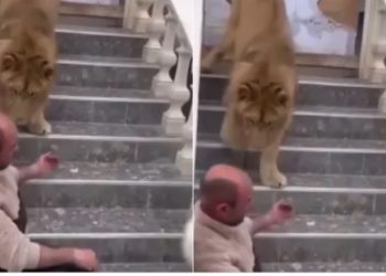 Pamjet me luanin që kafshonte një person në oborrin e shtëpisë u bënë virale, policia do të largojë kafshën nga banesa