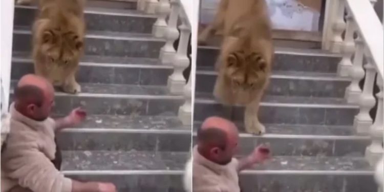 Pamjet me luanin që kafshonte një person në oborrin e shtëpisë u bënë virale, policia do të largojë kafshën nga banesa