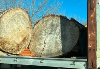 “Tendera me vetëm një pjesëmarrës dhe abuzime edhe nga firmat e licensuara!” DW: Shpyllëzimi, “uria” italiane për pyjet shqiptare