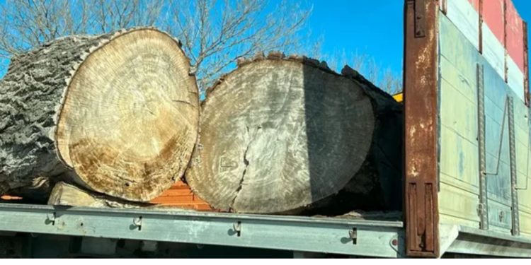 “Tendera me vetëm një pjesëmarrës dhe abuzime edhe nga firmat e licensuara!” DW: Shpyllëzimi, “uria” italiane për pyjet shqiptare