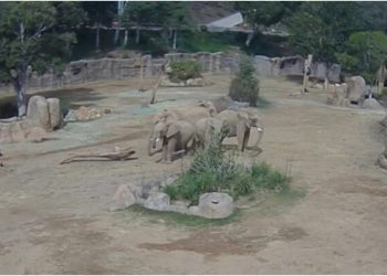 Tërmeti godet San Diegon, elefantët ngritën në këmbë për të mbrojtur të vegjlit derisa toka dridhej