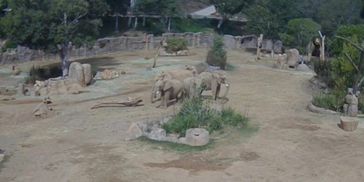 Tërmeti godet San Diegon, elefantët ngritën në këmbë për të mbrojtur të vegjlit derisa toka dridhej