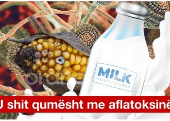 Nuk mjafton vaji i palmës, kompanitë e bulmetit i ushqyen shqiptarët dhe me qumësht me aflatoksinë
