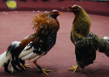 Sulm me armë gjatë një ndeshje gjelash në Ekuador, humbin jetën 12 persona