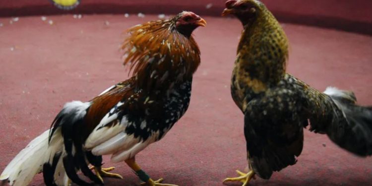 Sulm me armë gjatë një ndeshje gjelash në Ekuador, humbin jetën 12 persona