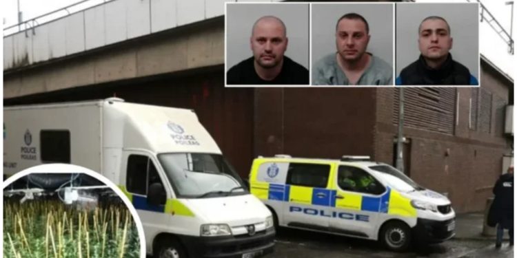 EMËR+FOTO/ U kap duke punuar në fermë kanabisi me vlerë 4 milion euro, shqiptari dënohet me 45 muaj burg