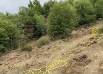 Zbulohet dhe asgjësohet një plantacion me 1000 fidanë kanabis, në pranga 63-vjeçari në Fier