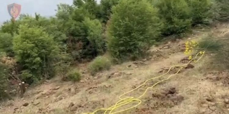 Zbulohet dhe asgjësohet një plantacion me 1000 fidanë kanabis, në pranga 63-vjeçari në Fier