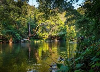 “Ky është një alarm i kuq global,” të dhënat: Shkatërrimi i pyjeve arriti nivele rekord në vitin 2024! Zonat tropikale humbën 67 milionë hektarë pyje