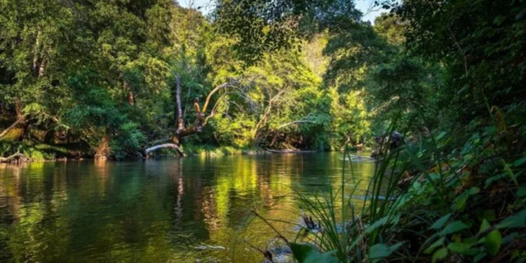 “Ky është një alarm i kuq global,” të dhënat: Shkatërrimi i pyjeve arriti nivele rekord në vitin 2024! Zonat tropikale humbën 67 milionë hektarë pyje