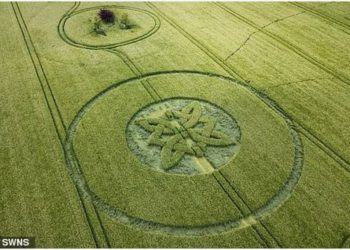 Rikthehen rrathët misteriozë në fusha, shpërthejnë menjëherë konspiracionet mbi UFO-t