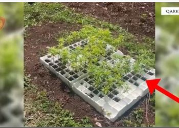 EMRI/ Zbulohen 3334 fidanë dhe bimë kanabisi në Lezhë, arrestohet 30-vjeçari! I riu ishte në kërkim për plagosje