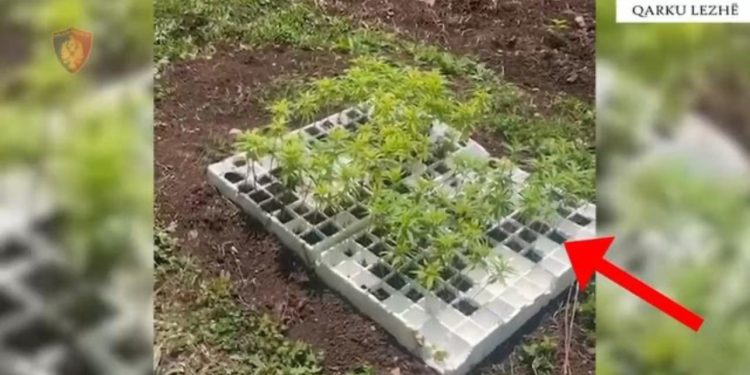 EMRI/ Zbulohen 3334 fidanë dhe bimë kanabisi në Lezhë, arrestohet 30-vjeçari! I riu ishte në kërkim për plagosje
