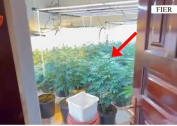 Zbulohet një shtëpi bari në Fier, arrestohet pronari i banesës dhe punonjësi i OSHEE