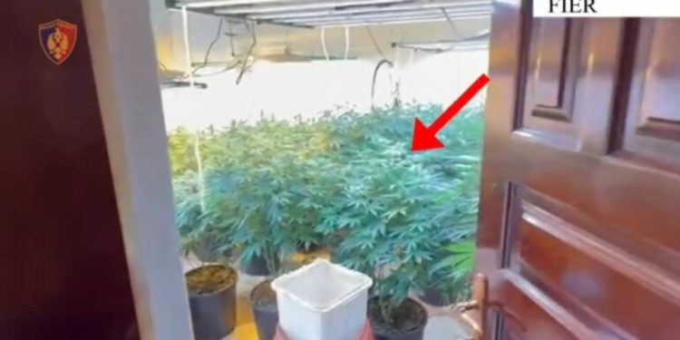 Zbulohet një shtëpi bari në Fier, arrestohet pronari i banesës dhe punonjësi i OSHEE