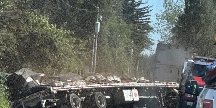 U përmbys kamioni, “arratisen” 250 milionë bletë në Amerikë