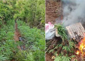 Zbulohen parcela me mijëra bime kanabis në Shkodër, policia i asgjëson përmes djegies! Procedohen specialisti i pyjeve dhe roja mjedisore